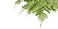 Farn